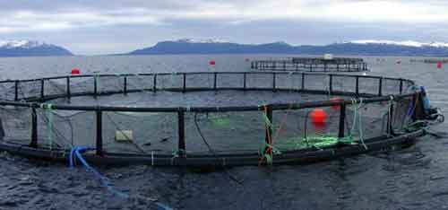 قیمت قفس پرورش ماهی در دریا