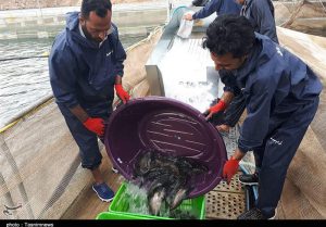 صادرات تجهیزات پرورش ماهی