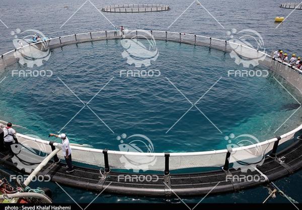 نحوه طراحی و اجرای مزارع پرورش ماهی در قفس