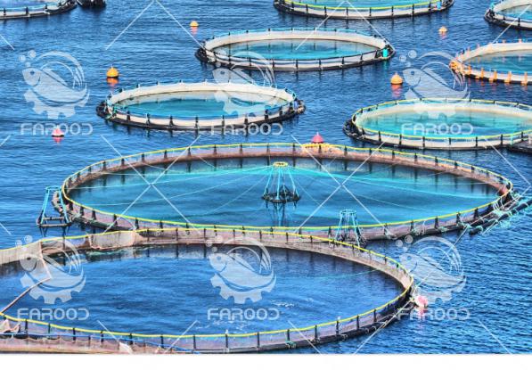 فرصت های سرمایه گذاری در پرورش ماهیان دریایی در قفس 