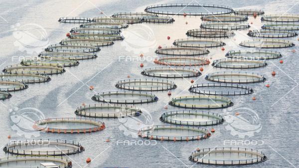 شرکت های تولیدکننده قفس پرورش ماهی در ایران